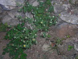 Chrysanthemum potentilloides Hand.-Mazz. resmi