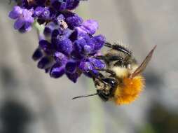 Image of Common carder bumblebee