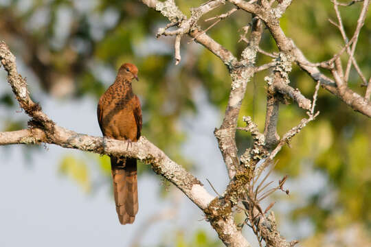 Image of Little Cuckoo Dove