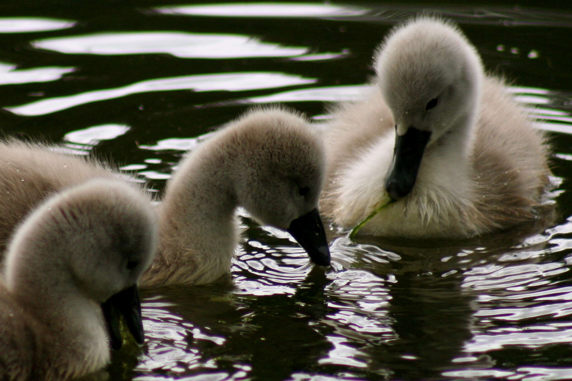 Image of Mute Swan