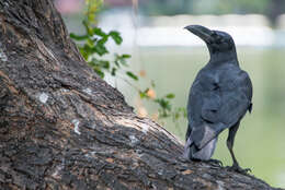 Imagem de Corvus levaillantii Lesson & R 1831