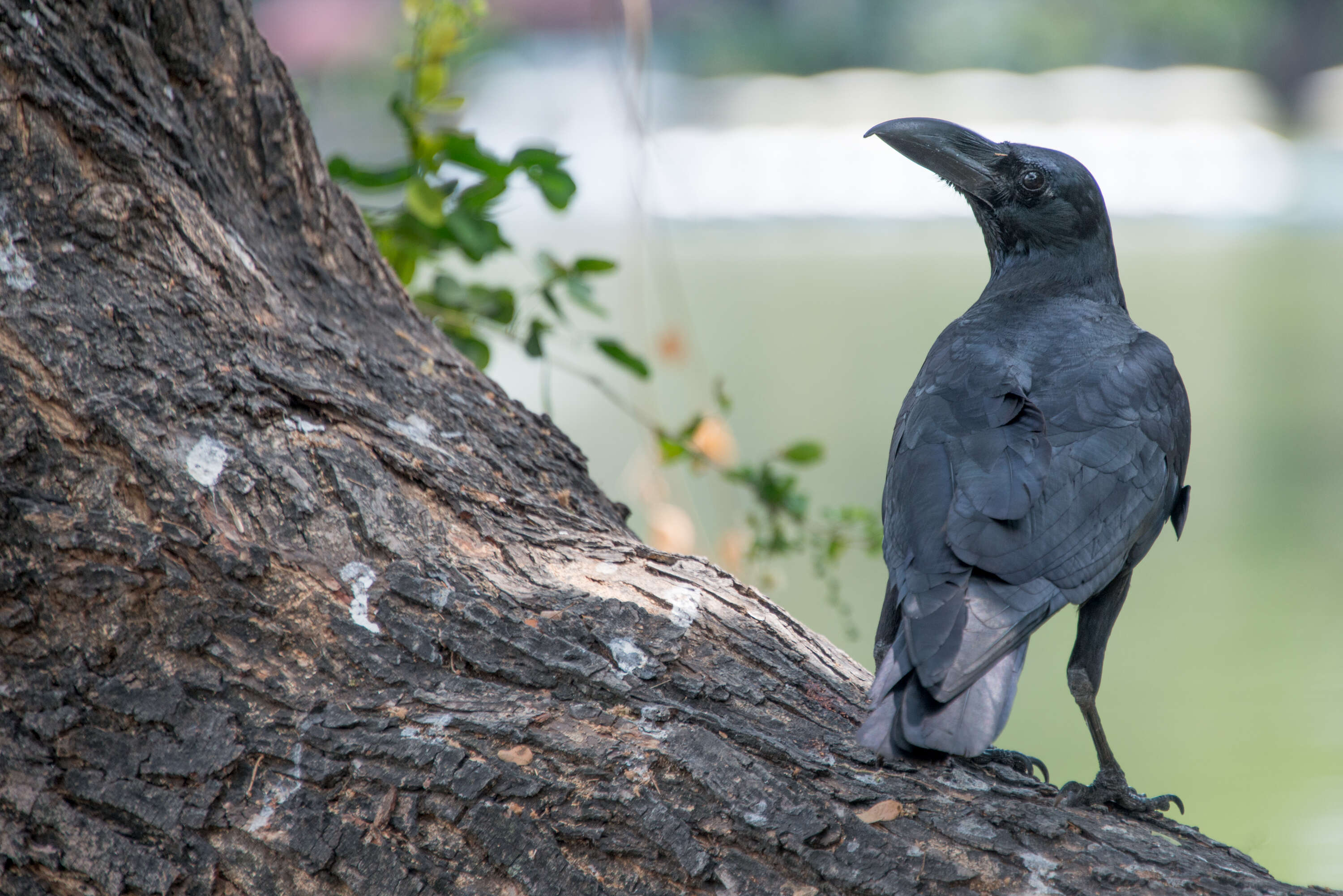 Imagem de Corvus levaillantii Lesson & R 1831