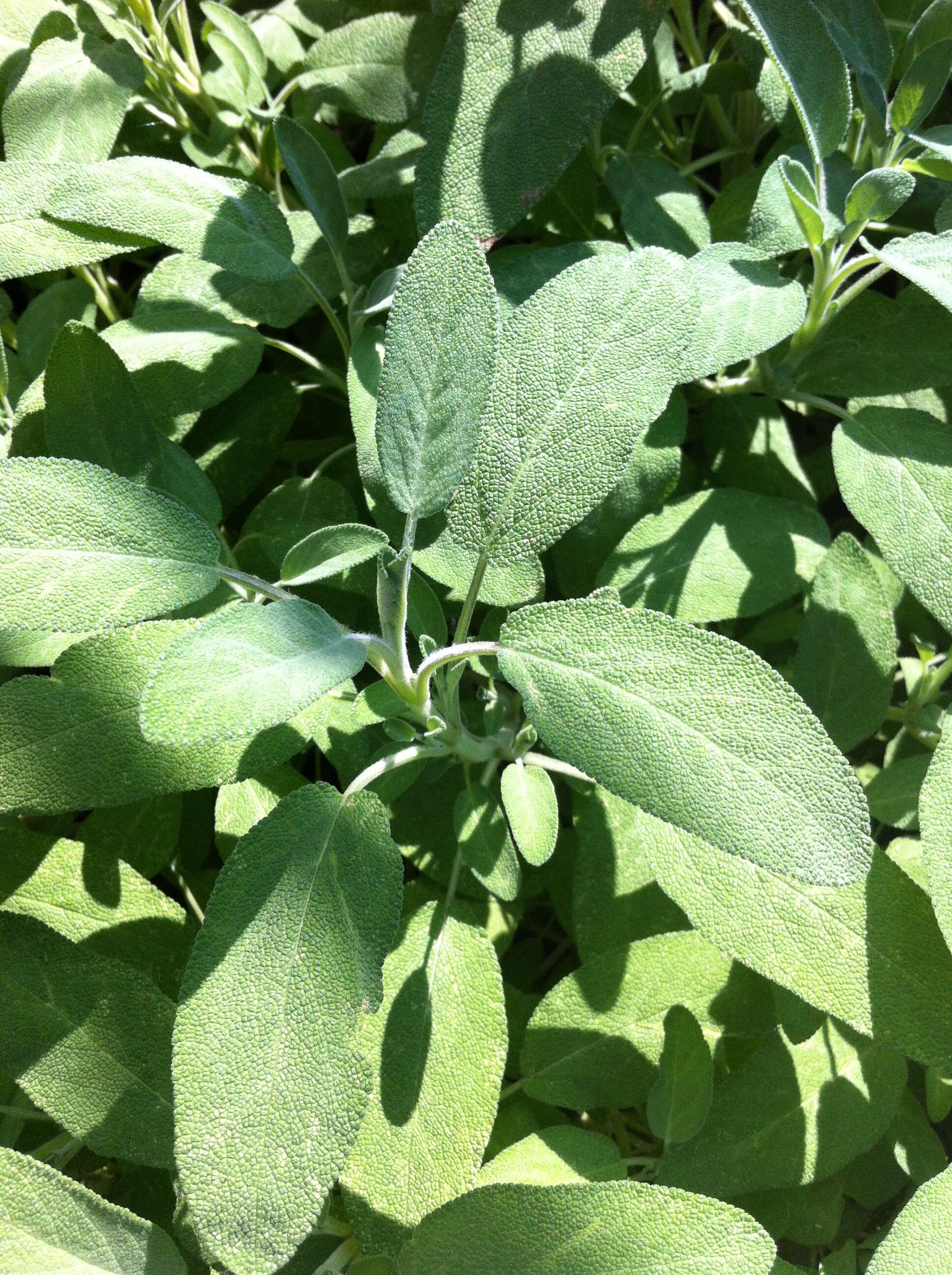 Imagem de Salvia officinalis L.