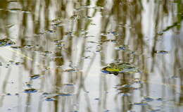 Image of Pelophylax esculentus