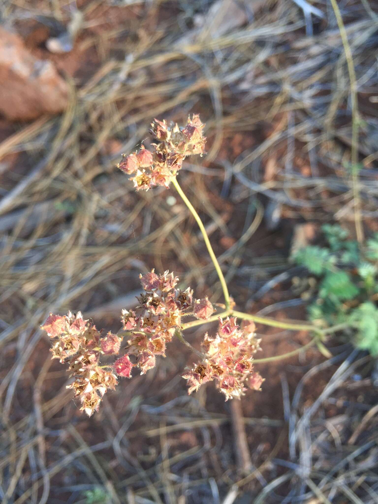 Sivun Horkelia tridentata Torr. kuva