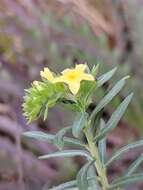 Image of Pineland Heliotrope