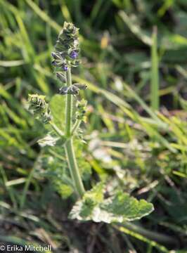 Image of verbena sage