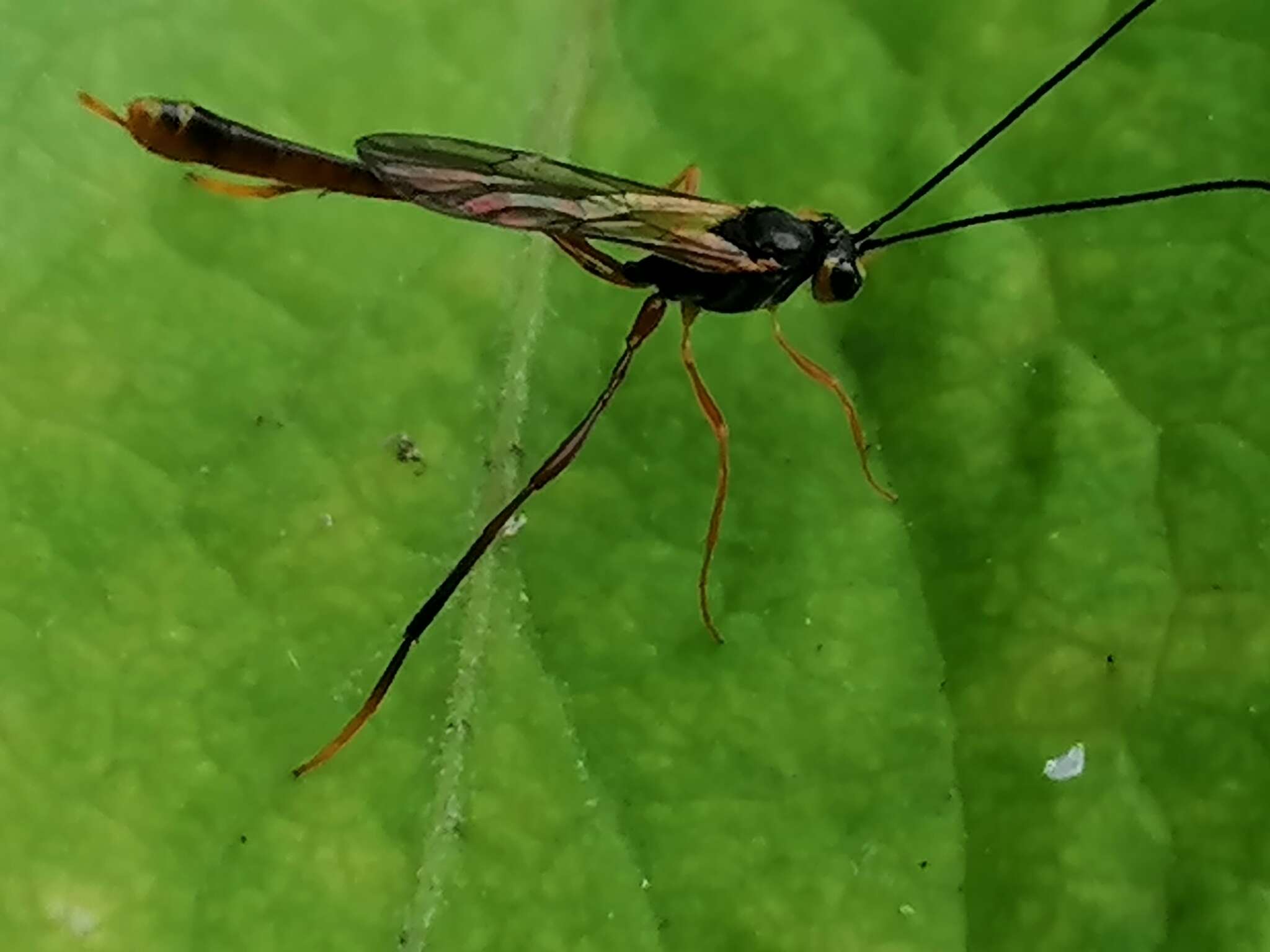 Image of Agrypon flaveolatum (Gravenhorst 1807)