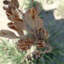 Image of Aloe dominella Reynolds