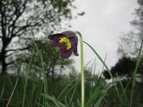 Image of Pulsatilla pratensis subsp. nigricans (Störcke) Zämelis