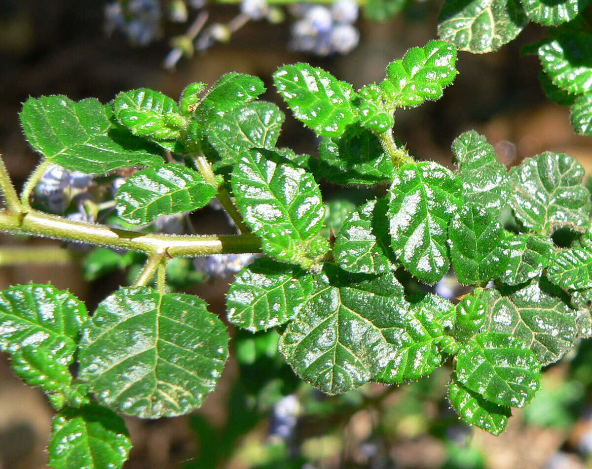 Image of Santa Barbara ceanothus