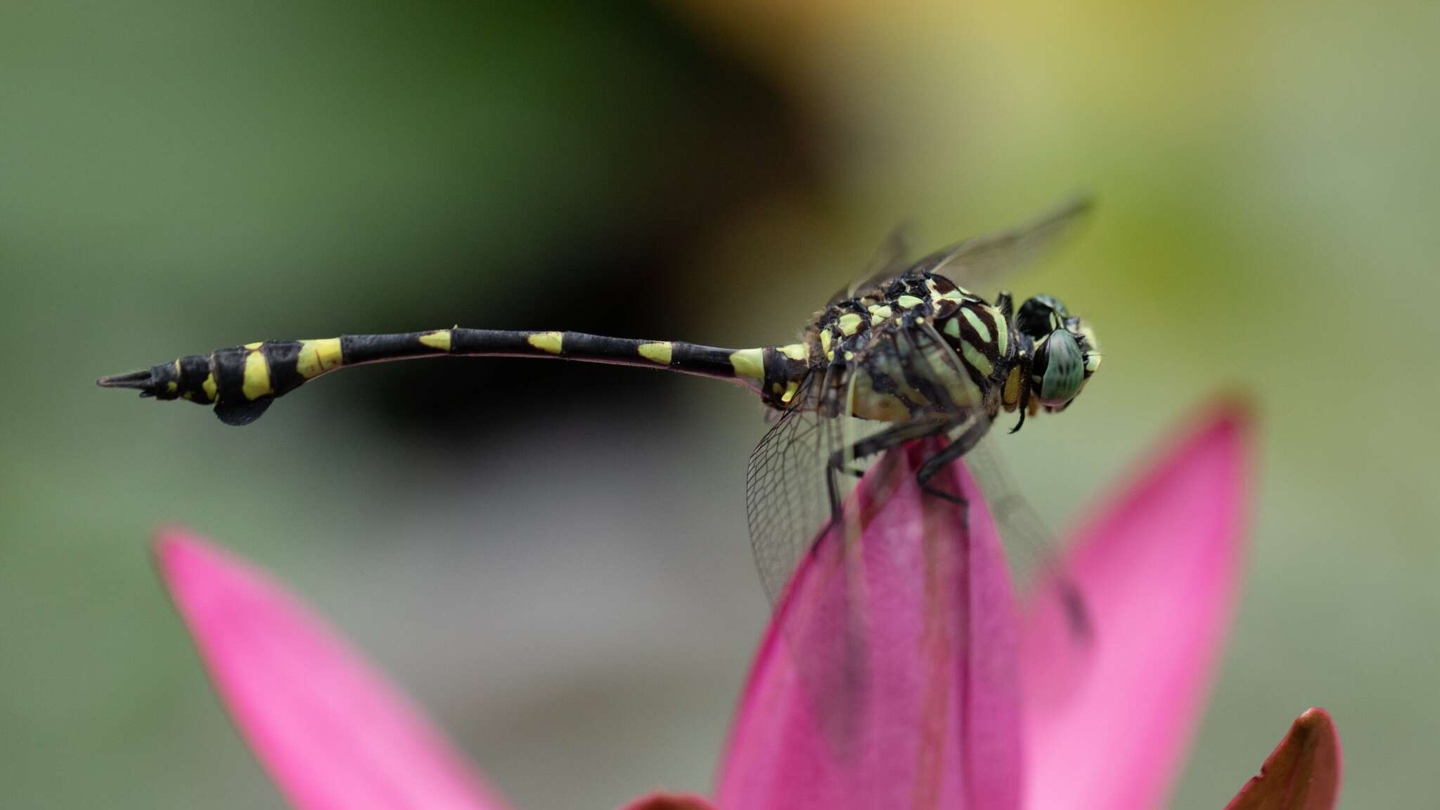 Imagem de Ictinogomphus australis (Selys 1873)