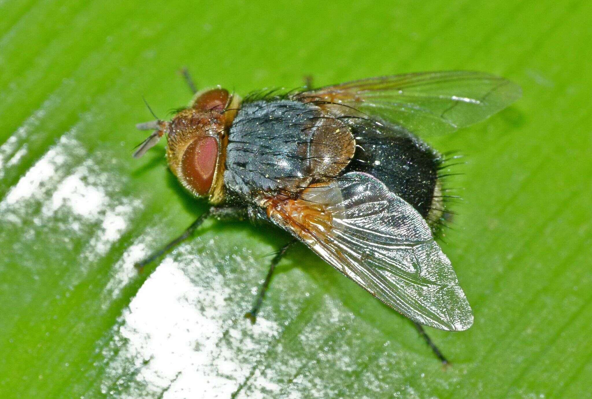 صورة Eurygastropsis tasmaniae (Walker 1858)