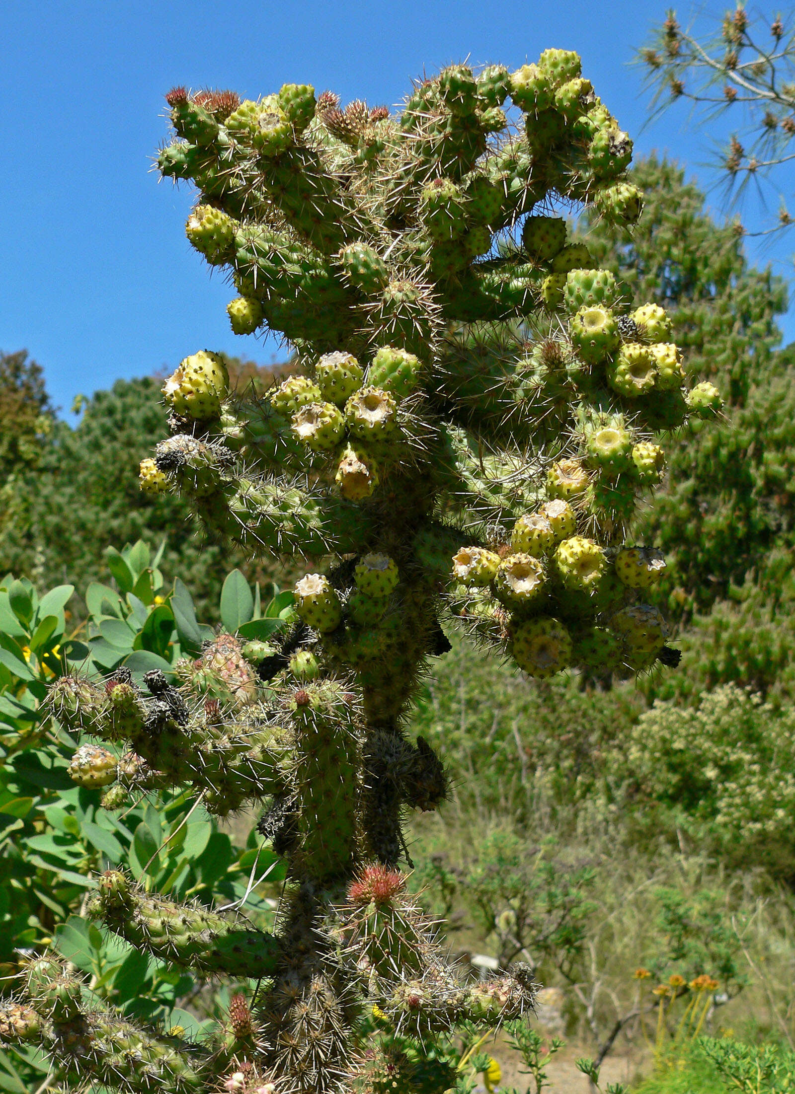 Image de Cylindropuntia prolifera (Engelm.) F. M. Knuth