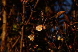 Image of manzanita tejocotera