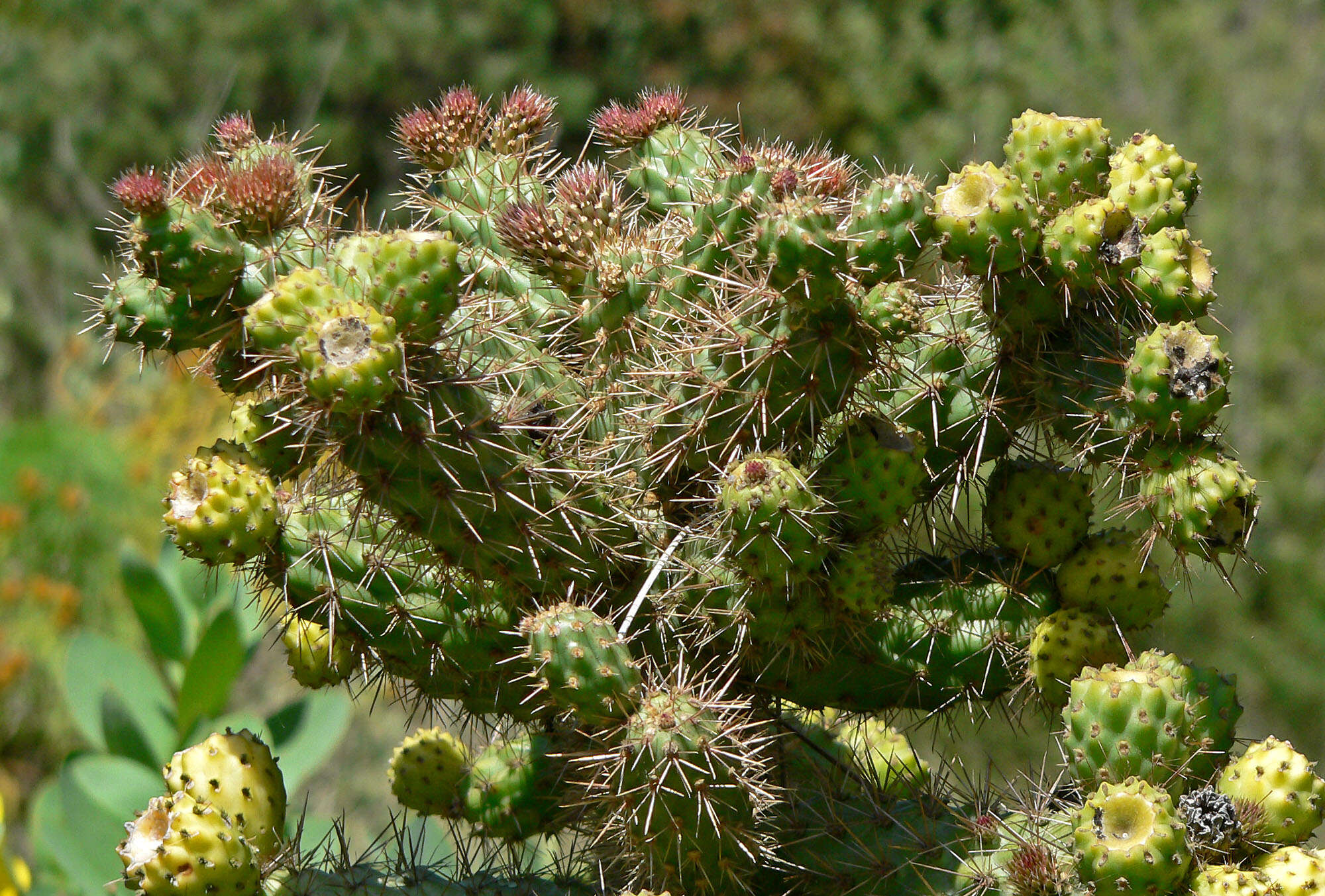 Image of coastal cholla