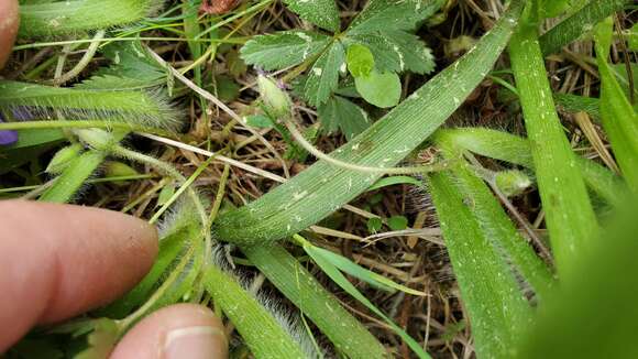 Image de Tradescantia longipes E. S. Anderson & Woodson