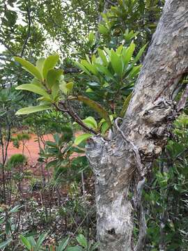 Imagem de Amyema scandens (Tieghem) Danser