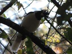 Imagem de Cyanocorax dickeyi Moore & RT 1935