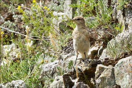 Image of Isabelline Wheatear