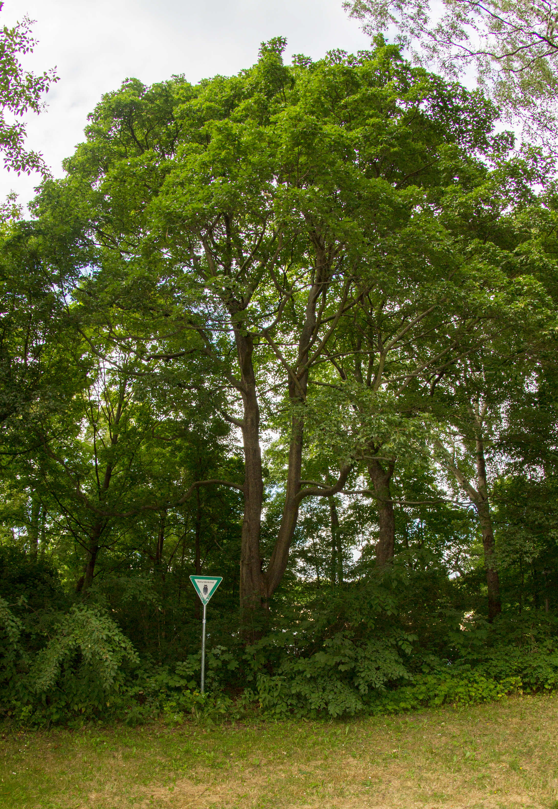 Image of Field Maple