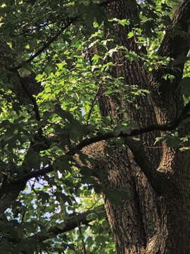 Image of Field Maple