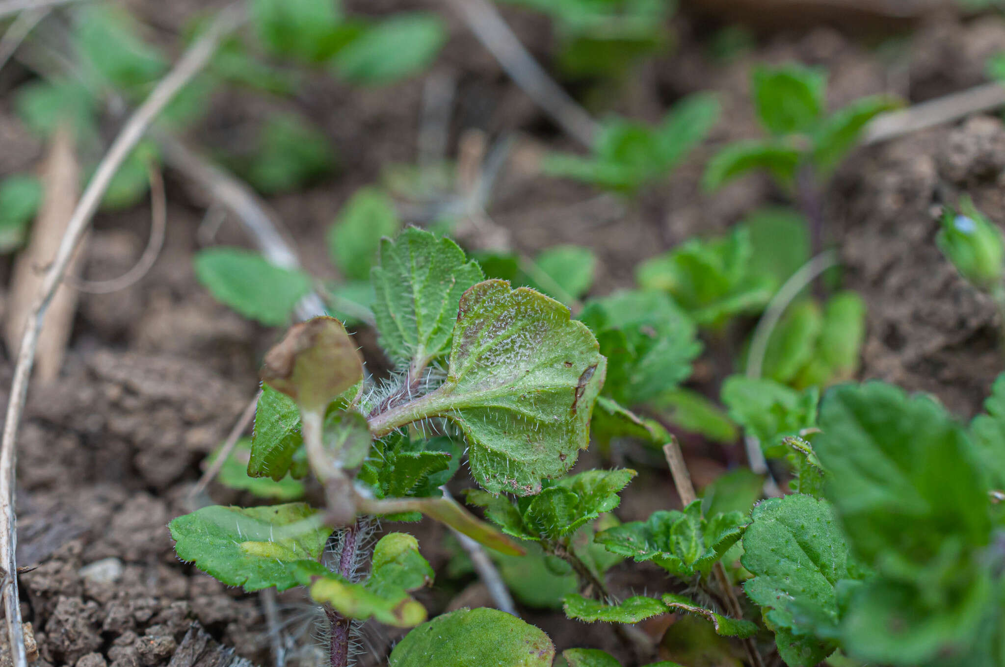 Plancia ëd Peronospora agrestis