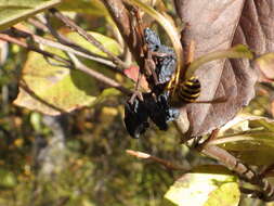 Image de Vespula alascensis Packard 1870