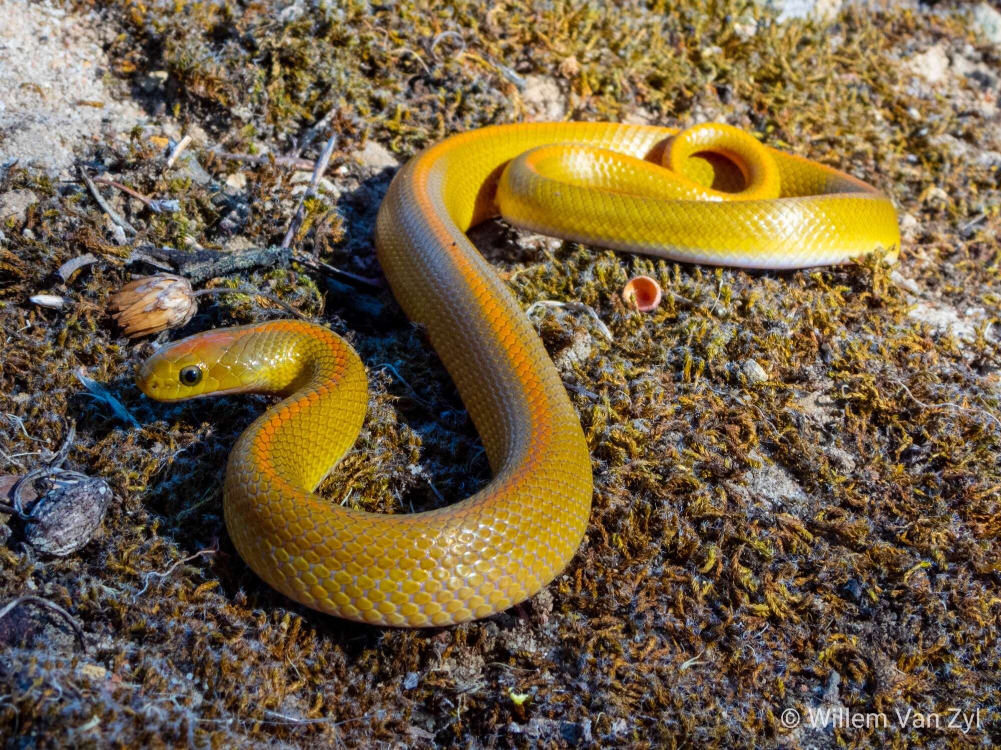Image of Aurora House Snake