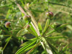 Plancia ëd Galium aparine L.