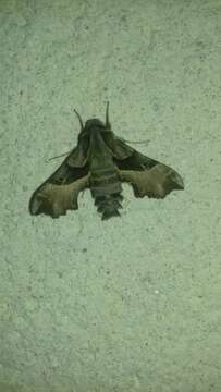 Image of Willowherb Hawkmoth