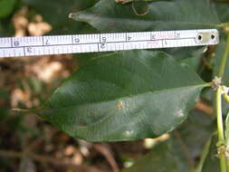 Lasianthus fordii var. microphyllus (Elmer) H. Zhu resmi