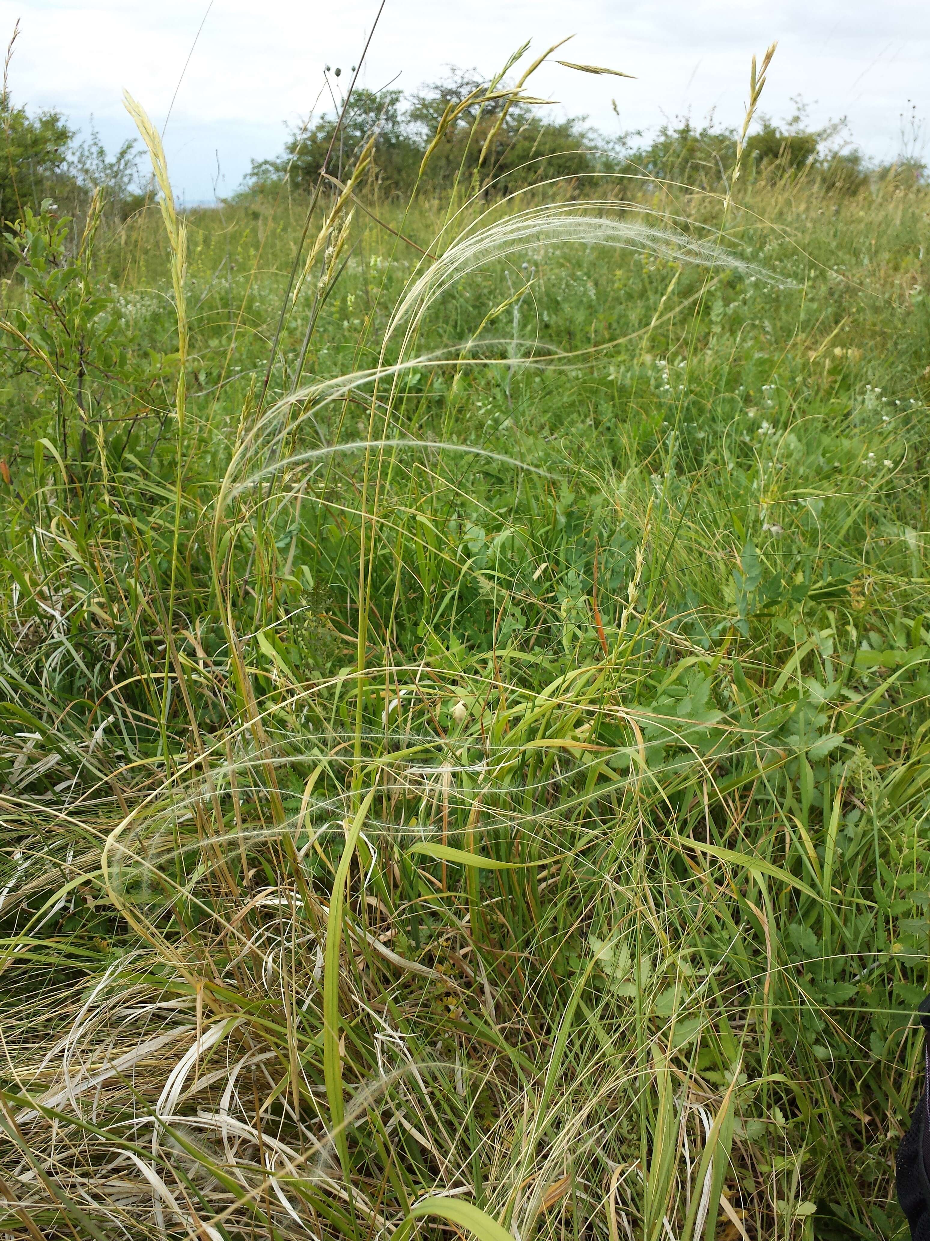 Image de Stipa tirsa Steven