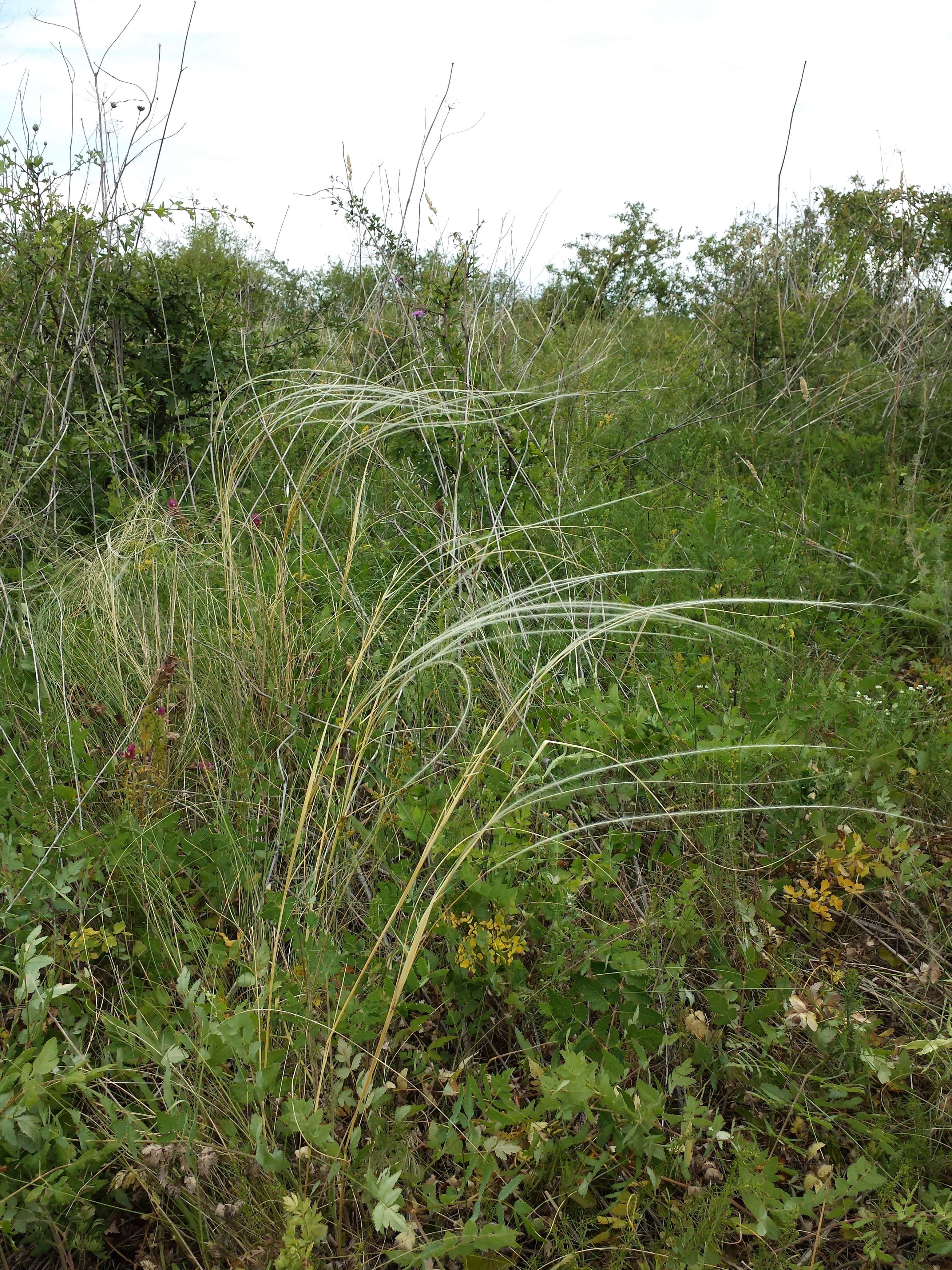 Image de Stipa tirsa Steven