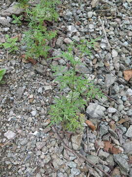 Bidens parviflora Willd.的圖片