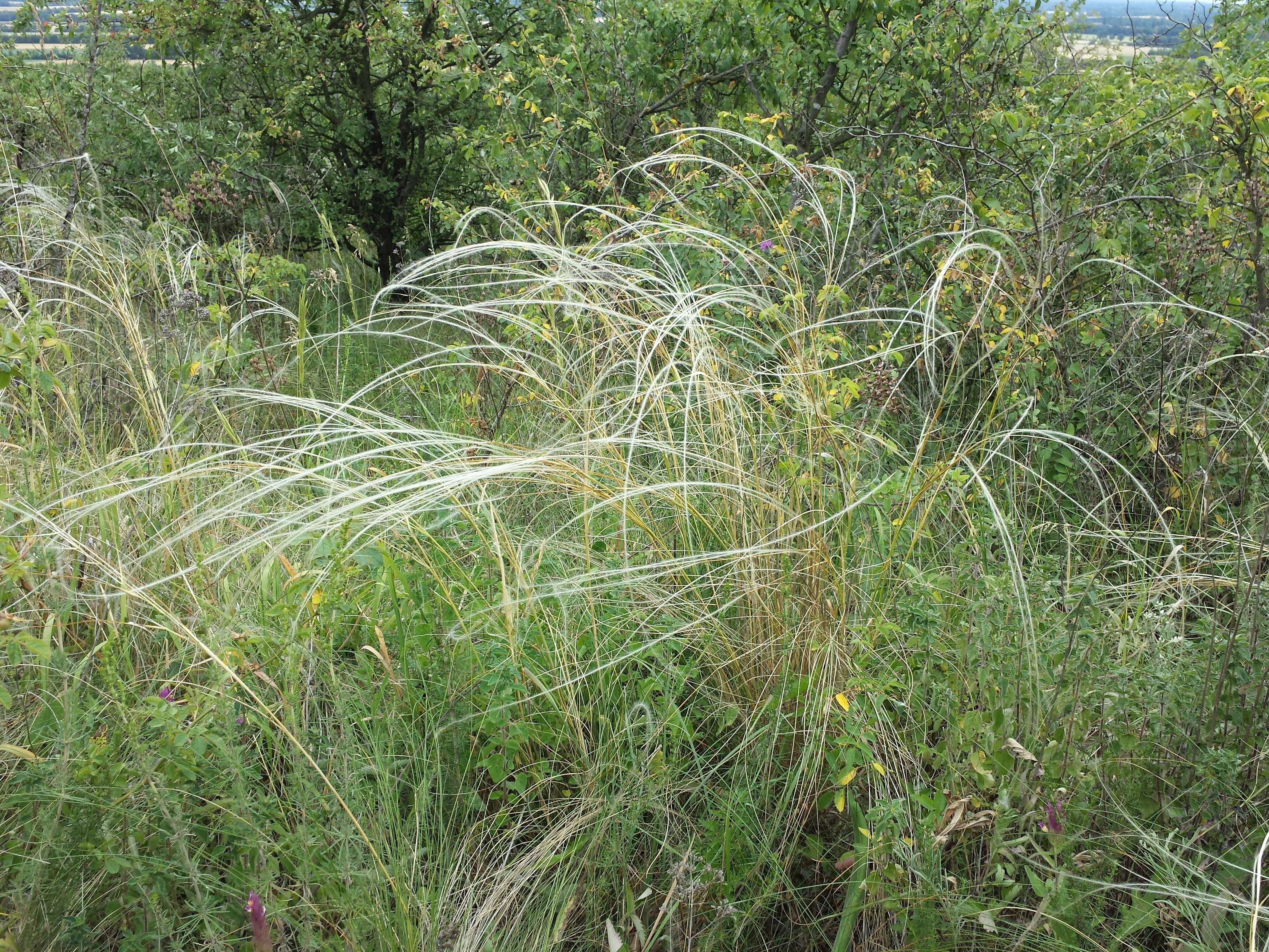 Image de Stipa tirsa Steven