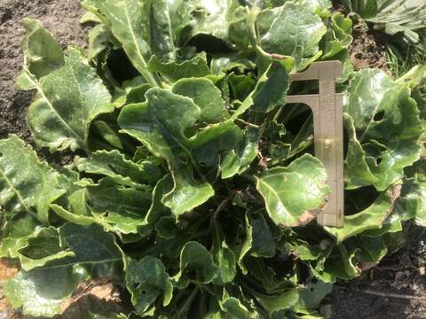 Image of sea beet