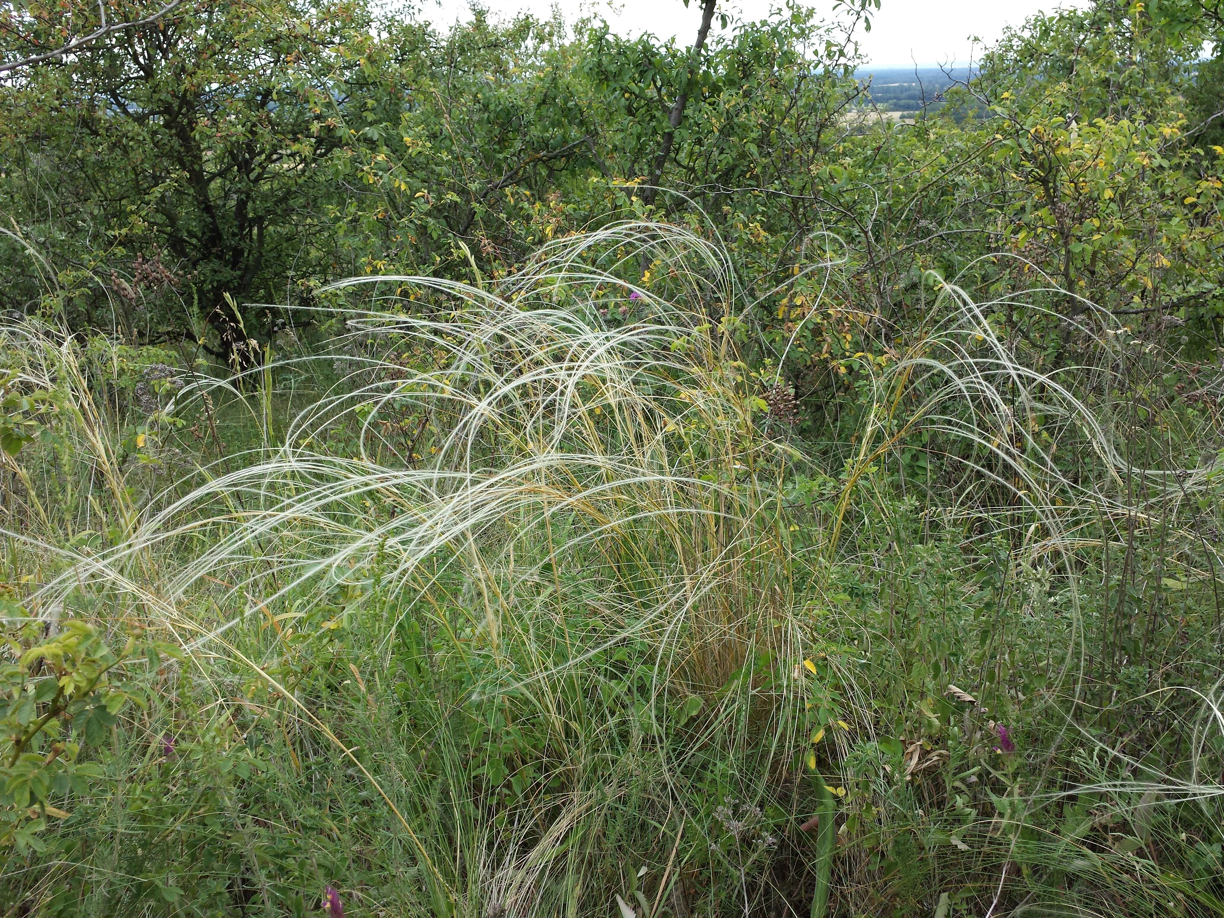 Image de Stipa tirsa Steven