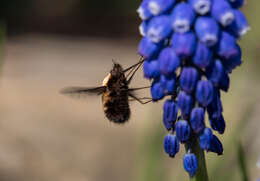 Image of Dotted bee-fly