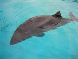 Image of Dwarf Sperm Whale