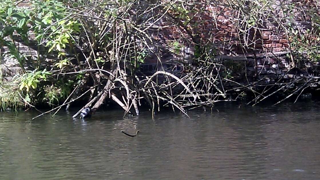 Image of European Pond Turtle