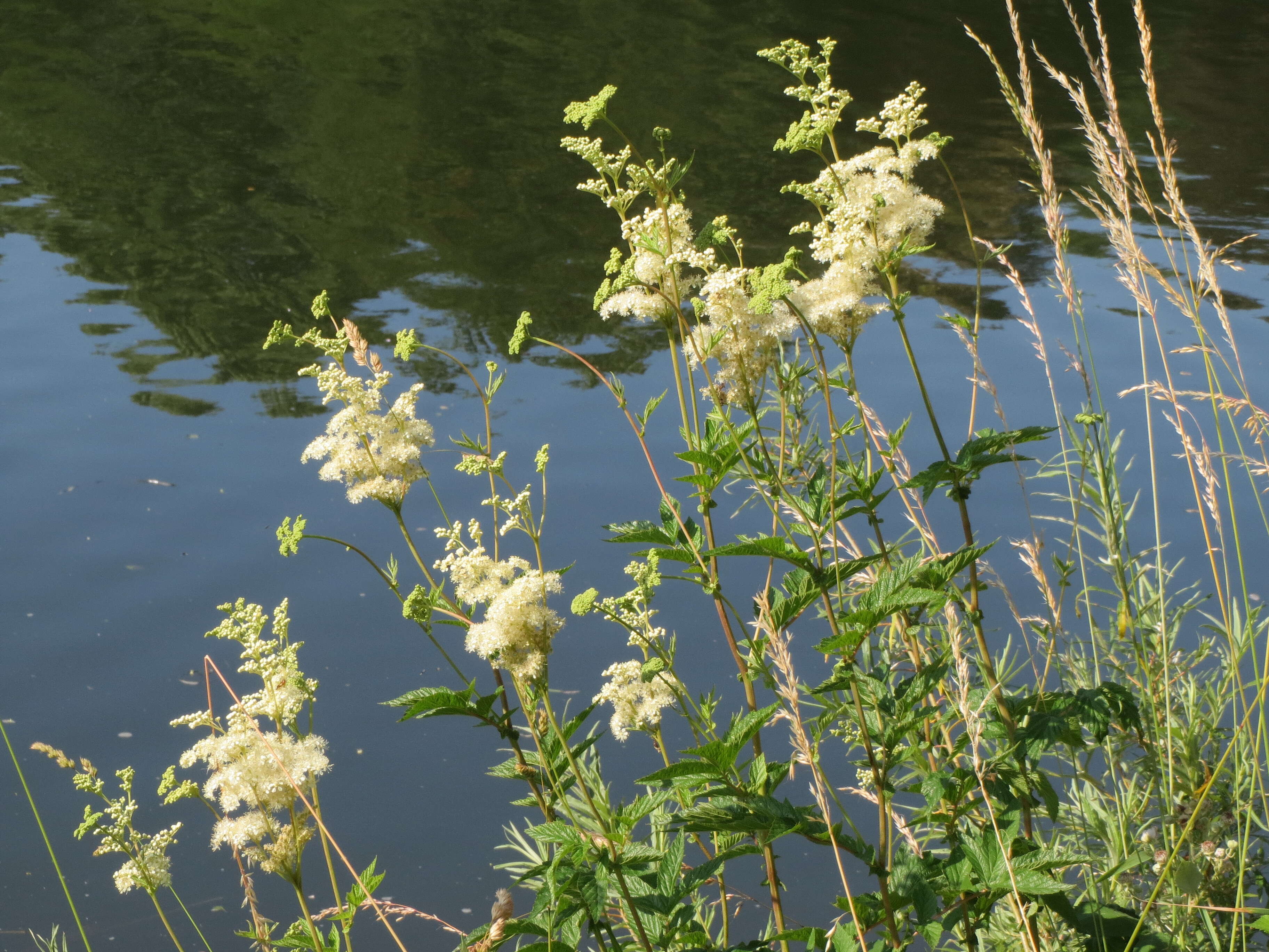 Image of Meadowsweet