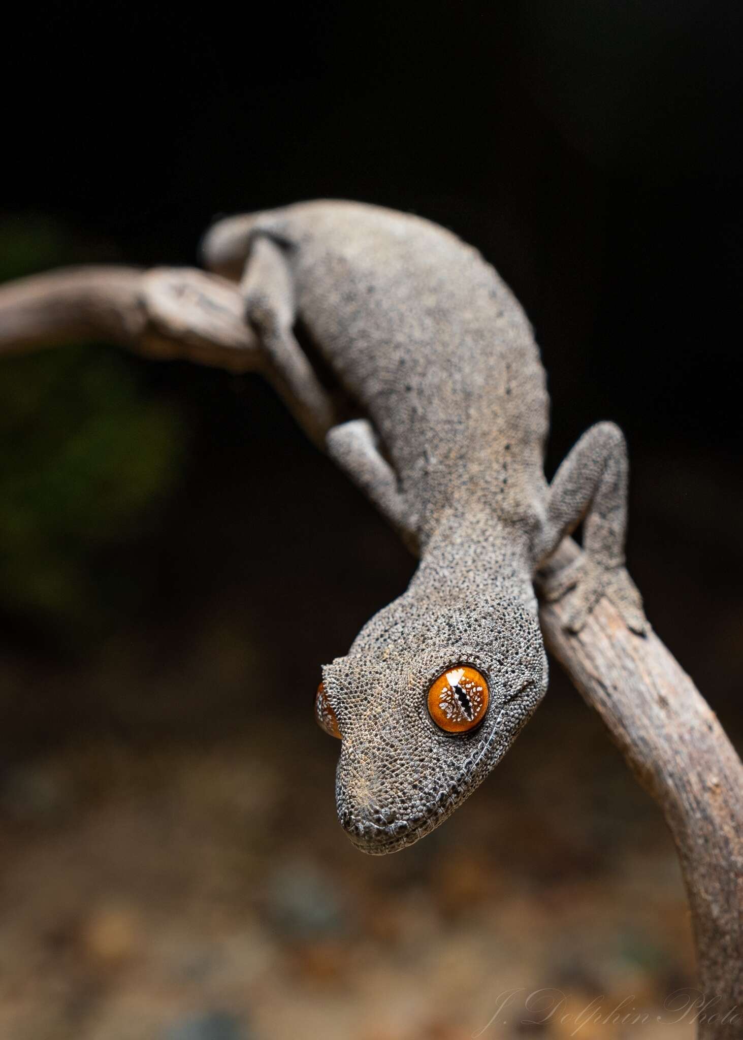 Image of Strophurus spinigerus inornatus (Storr 1988)