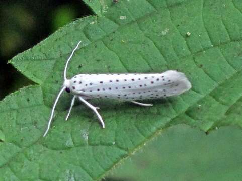 Image of Bird-cherry Ermine