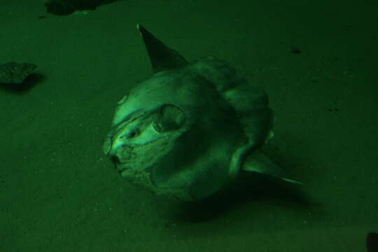 Image of Mola