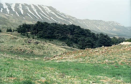 Image of Cedar of Lebanon