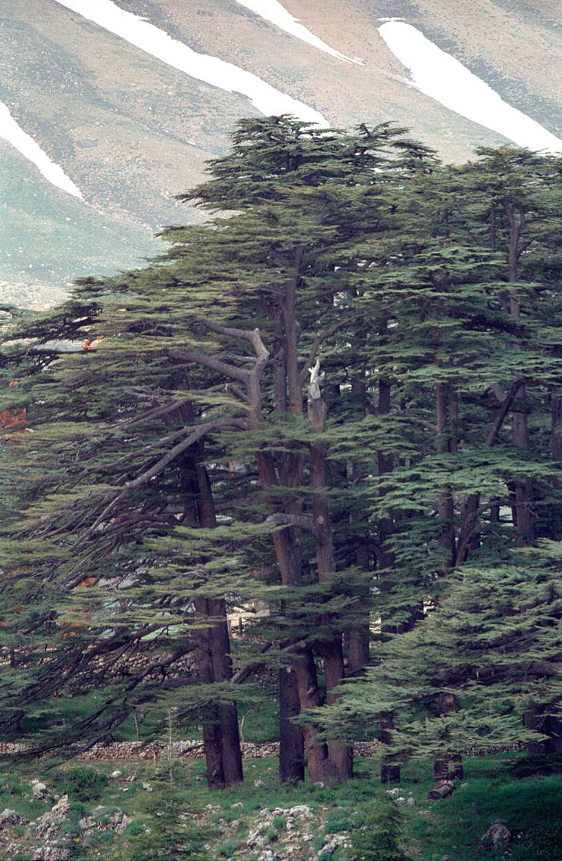 Image of Cedar of Lebanon