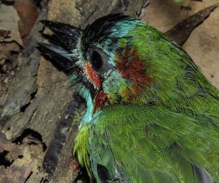 Image of Black-eared Barbet