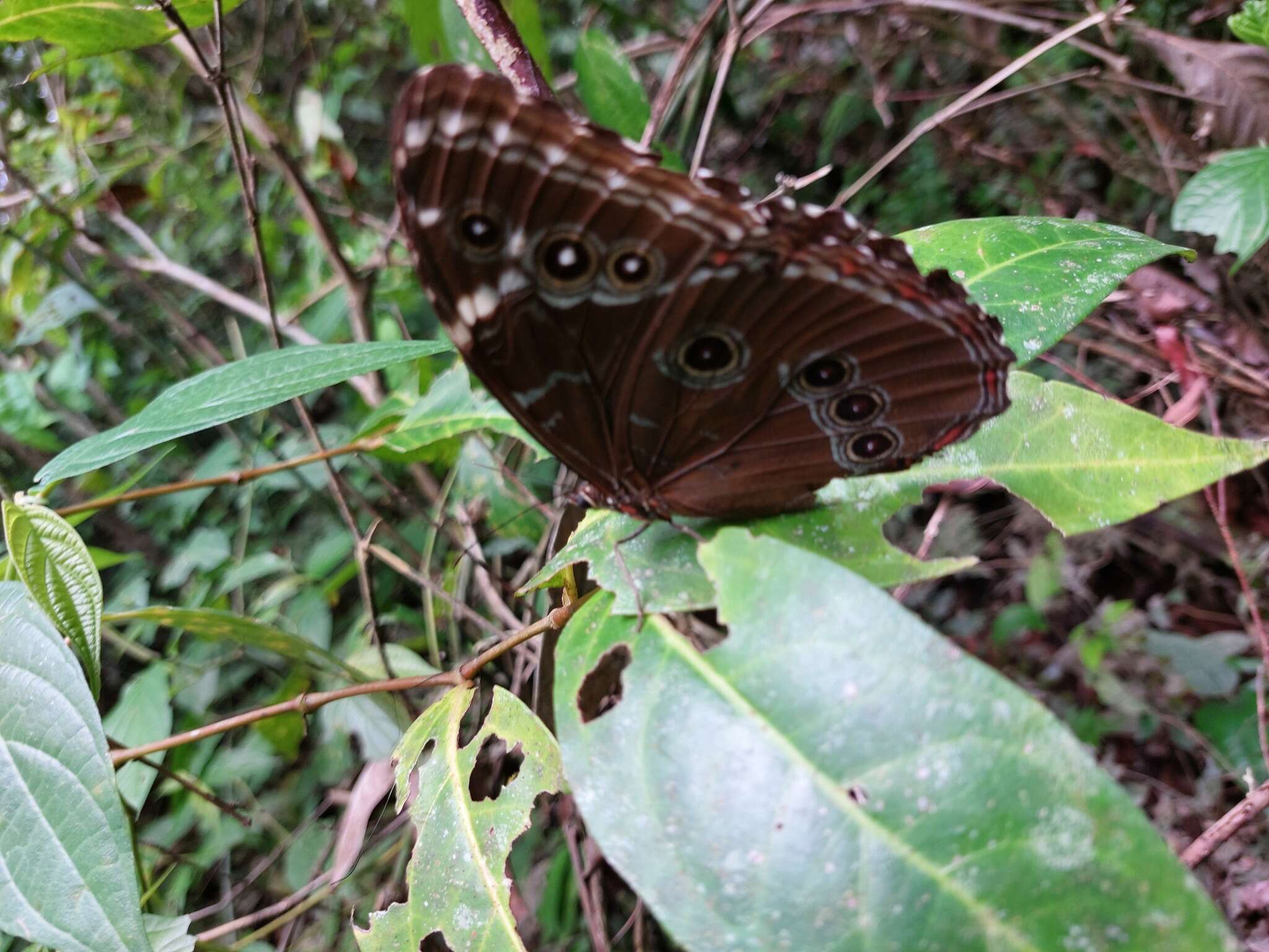 Image of Blue-banded Morpho Butterfly