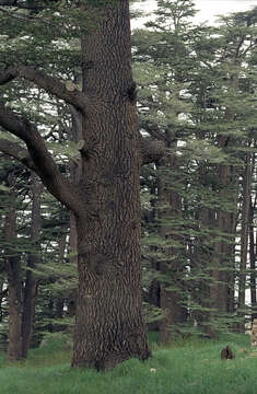 Image of Cedar of Lebanon